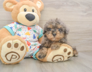 8 week old Havapoo Puppy For Sale - Pilesgrove Pups