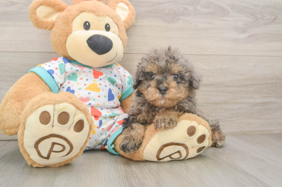 6 week old Havapoo Puppy For Sale - Pilesgrove Pups