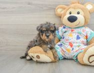 9 week old Havapoo Puppy For Sale - Pilesgrove Pups