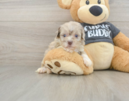7 week old Havapoo Puppy For Sale - Pilesgrove Pups