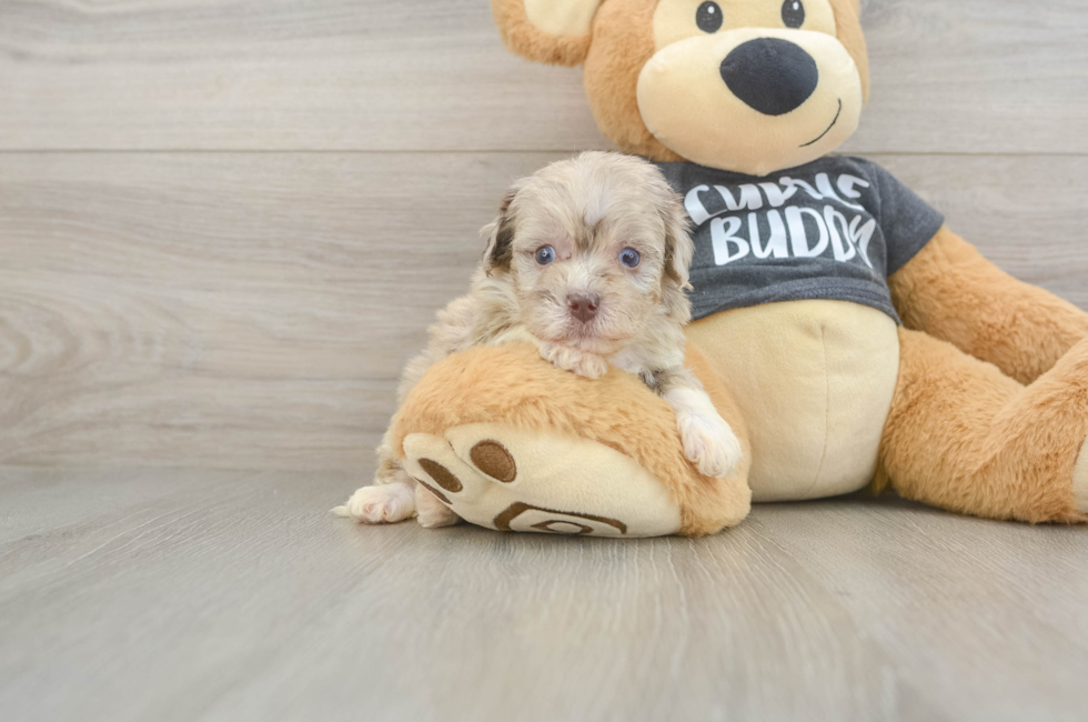 5 week old Havapoo Puppy For Sale - Pilesgrove Pups