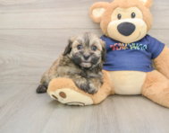 8 week old Havapoo Puppy For Sale - Pilesgrove Pups