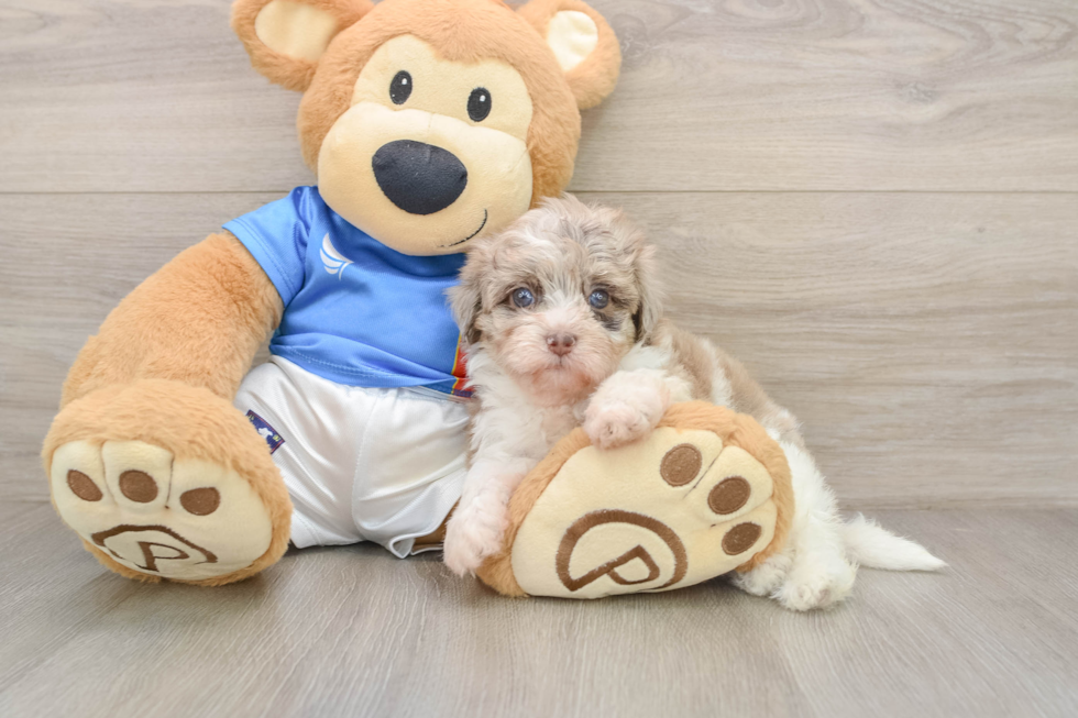 Fluffy Havapoo Poodle Mix Pup