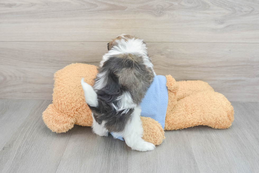 Adorable Havadoodle Poodle Mix Puppy