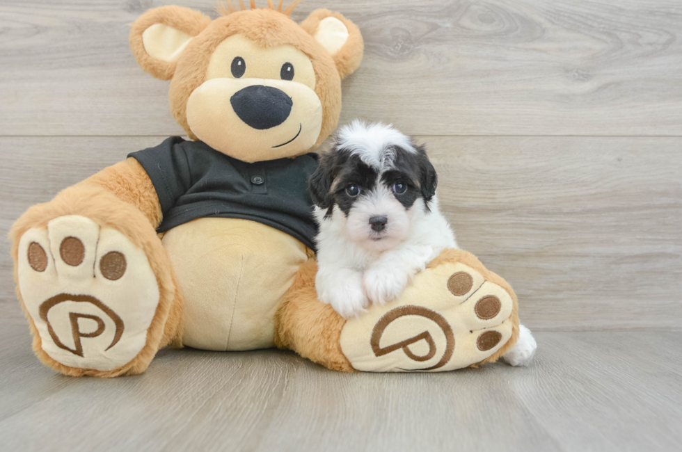 5 week old Havapoo Puppy For Sale - Pilesgrove Pups