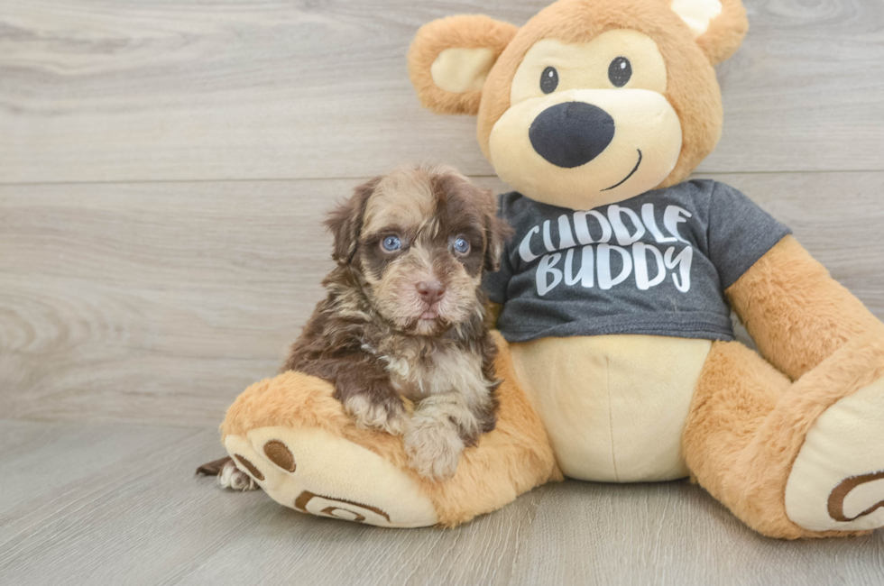5 week old Havapoo Puppy For Sale - Pilesgrove Pups