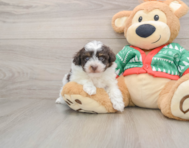 6 week old Havapoo Puppy For Sale - Pilesgrove Pups