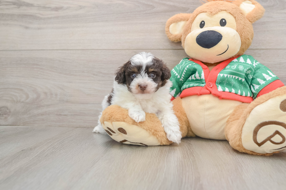 5 week old Havapoo Puppy For Sale - Pilesgrove Pups