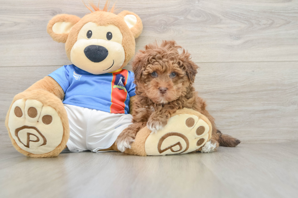 Adorable Havadoodle Poodle Mix Puppy