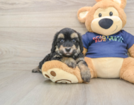 8 week old Havapoo Puppy For Sale - Pilesgrove Pups