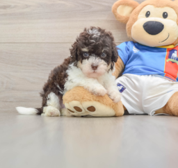 6 week old Havapoo Puppy For Sale - Pilesgrove Pups