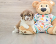 5 week old Havapoo Puppy For Sale - Pilesgrove Pups