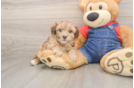 Cute Havapoo Baby