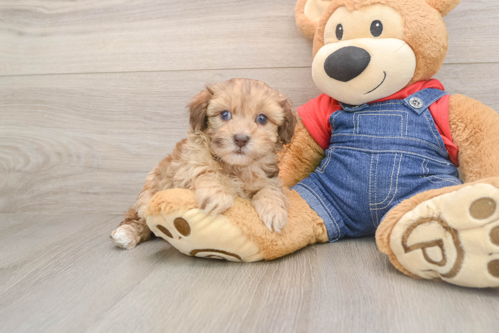 Cute Havapoo Baby