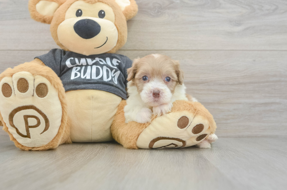5 week old Havapoo Puppy For Sale - Pilesgrove Pups