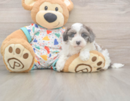 7 week old Havapoo Puppy For Sale - Pilesgrove Pups