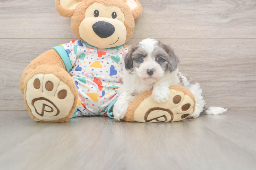 5 week old Havapoo Puppy For Sale - Pilesgrove Pups