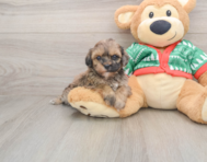 6 week old Havapoo Puppy For Sale - Pilesgrove Pups