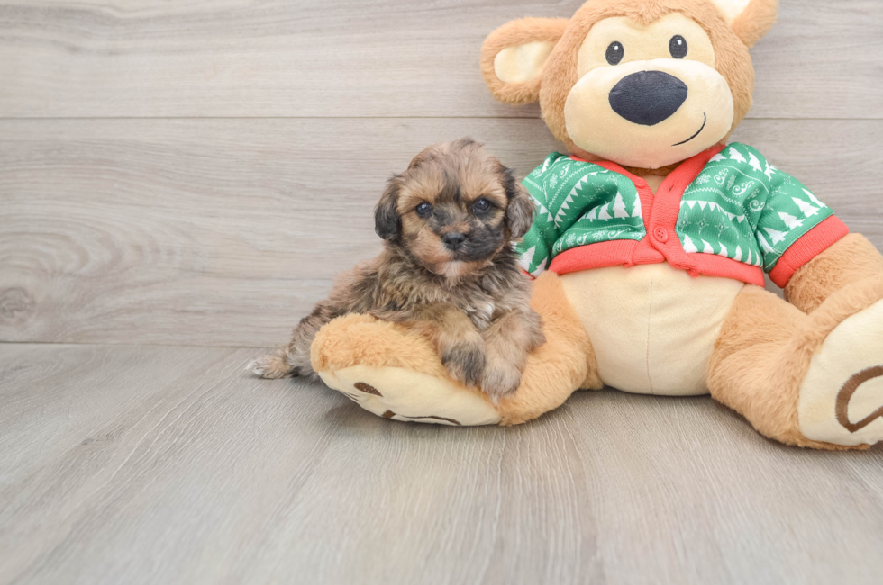 5 week old Havapoo Puppy For Sale - Pilesgrove Pups