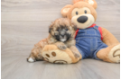 Little Havadoodle Poodle Mix Puppy