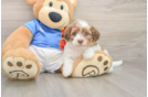 Havapoo Pup Being Cute
