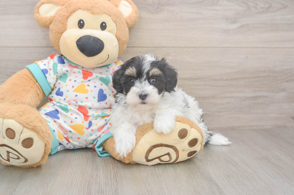 5 week old Havapoo Puppy For Sale - Pilesgrove Pups