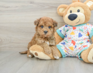 8 week old Havapoo Puppy For Sale - Pilesgrove Pups