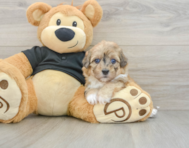 6 week old Havapoo Puppy For Sale - Pilesgrove Pups