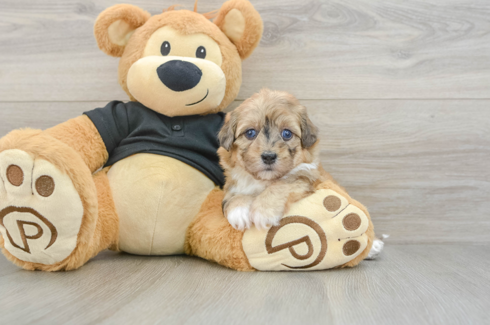 5 week old Havapoo Puppy For Sale - Pilesgrove Pups