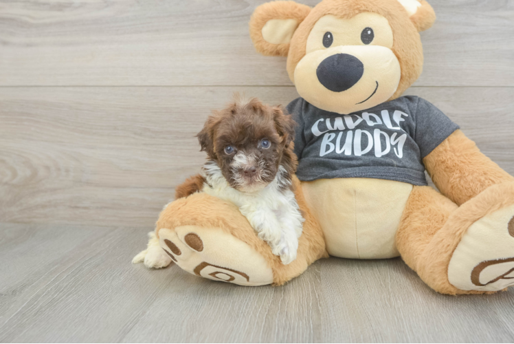 Petite Havapoo Poodle Mix Pup