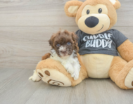 7 week old Havapoo Puppy For Sale - Pilesgrove Pups