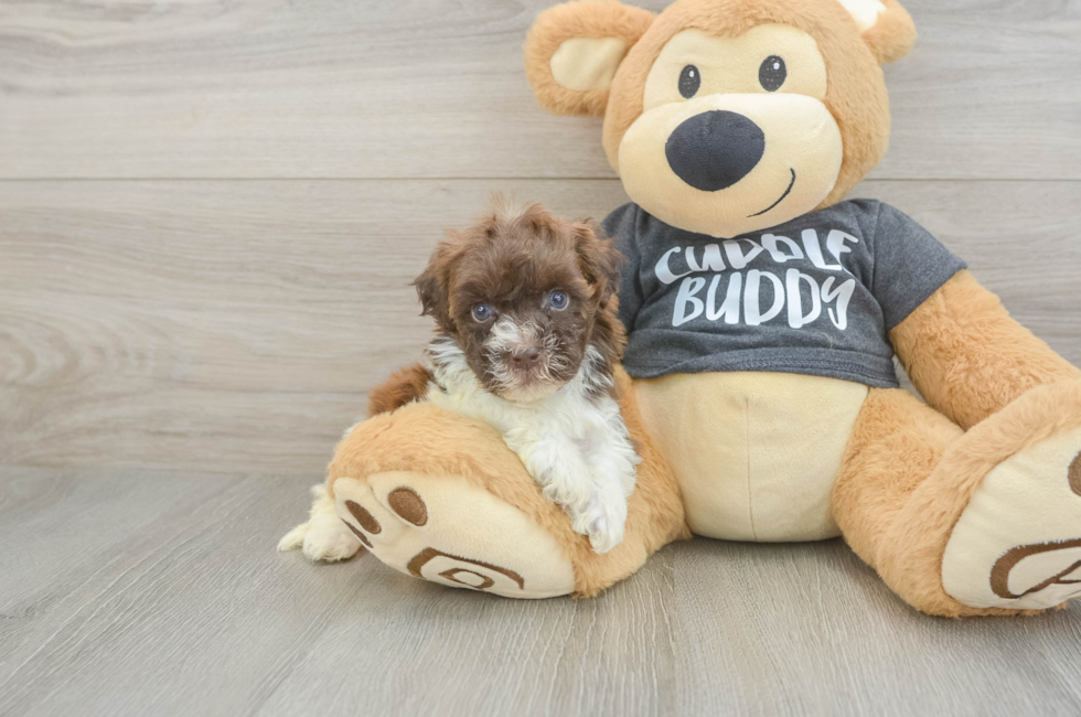 5 week old Havapoo Puppy For Sale - Pilesgrove Pups