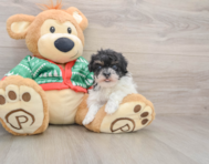 6 week old Havapoo Puppy For Sale - Pilesgrove Pups