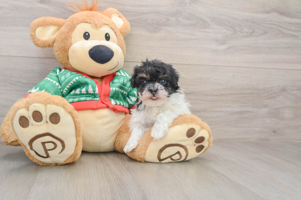 5 week old Havapoo Puppy For Sale - Pilesgrove Pups