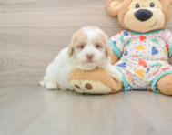 5 week old Havapoo Puppy For Sale - Pilesgrove Pups