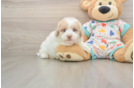 Best Havapoo Baby