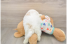 Havapoo Pup Being Cute