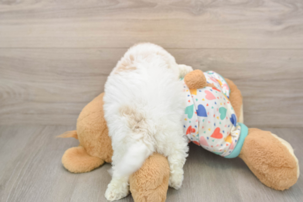 Havapoo Pup Being Cute