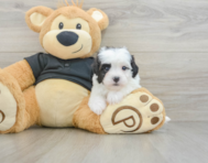 6 week old Havapoo Puppy For Sale - Pilesgrove Pups