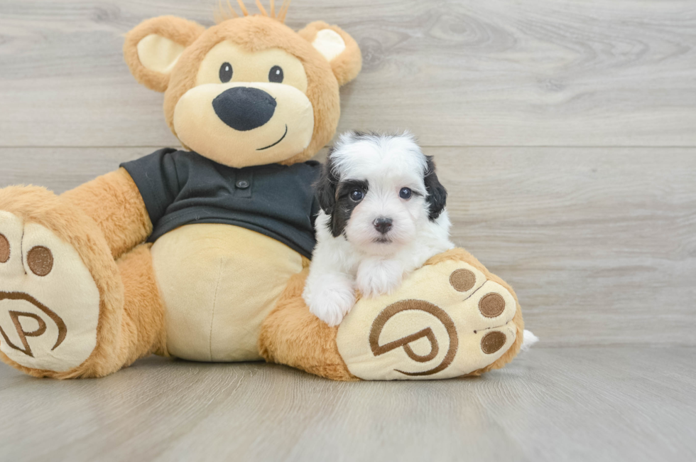 5 week old Havapoo Puppy For Sale - Pilesgrove Pups