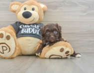 8 week old Havapoo Puppy For Sale - Pilesgrove Pups