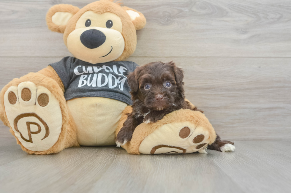 5 week old Havapoo Puppy For Sale - Pilesgrove Pups