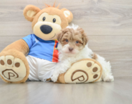 7 week old Havapoo Puppy For Sale - Pilesgrove Pups