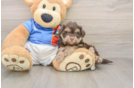 Havapoo Pup Being Cute