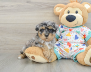 9 week old Havapoo Puppy For Sale - Pilesgrove Pups