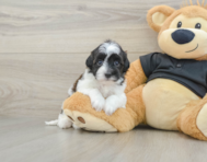 6 week old Havapoo Puppy For Sale - Pilesgrove Pups