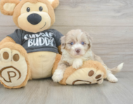 7 week old Havapoo Puppy For Sale - Pilesgrove Pups