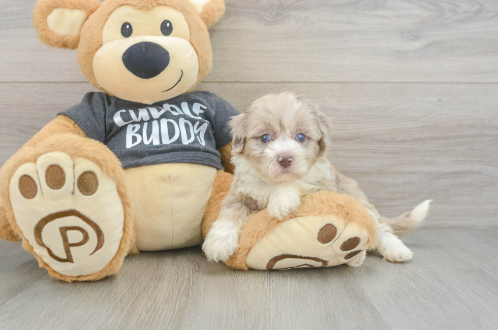 5 week old Havapoo Puppy For Sale - Pilesgrove Pups