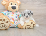 7 week old Havapoo Puppy For Sale - Pilesgrove Pups