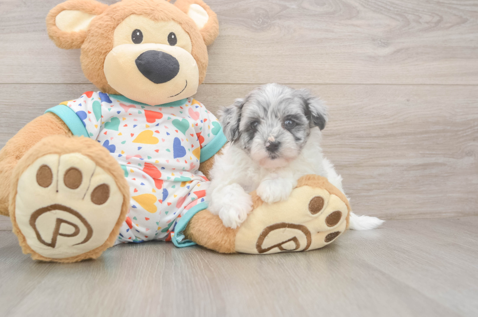 5 week old Havapoo Puppy For Sale - Pilesgrove Pups